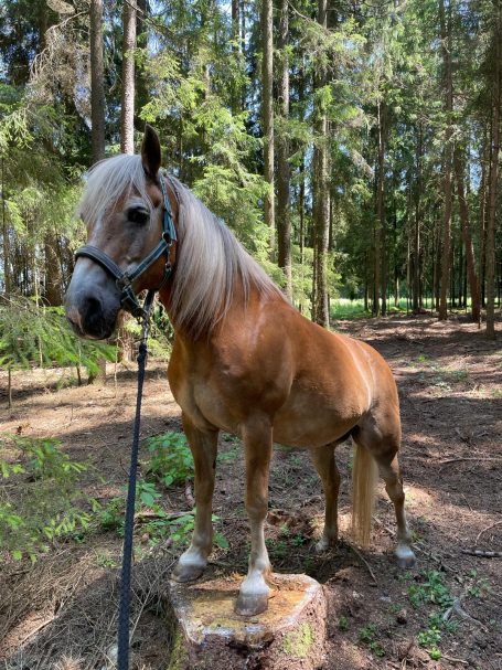 Ein Pferd steht auf einem Baumstumpf in einem Wald.